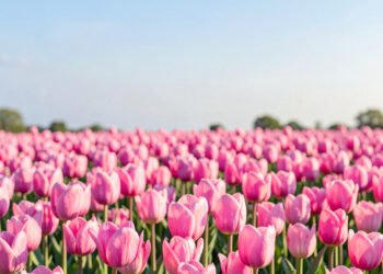 Tulipanes rosados en campo - Imágenes de flores de primavera