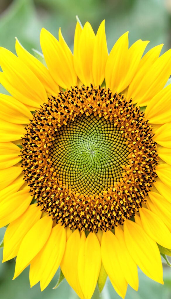 Girasol radiante - flores macro alta resolución