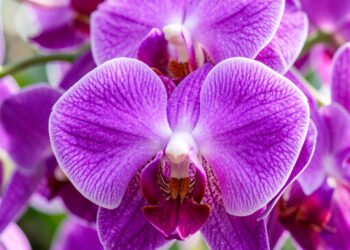 Orquídeas moradas radiantes - flores tropicales exóticas HD