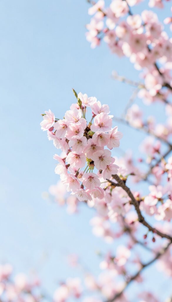 Flor de Cerezo en Primavera - Fotos de flores naturales color
