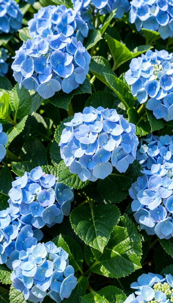 Hortensias azules - Fondos de flores naturales para