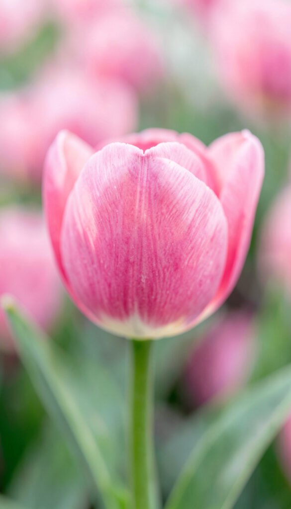 Tulipán rosa vibrante - flores macro alta resolución