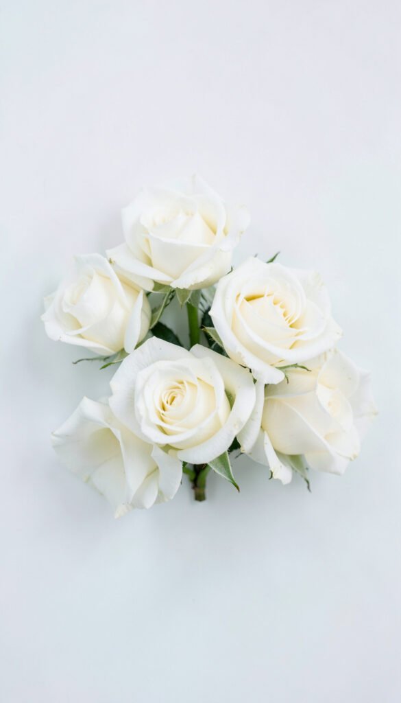 Rosas blancas minimalistas - fotos de rosas hermosas HD