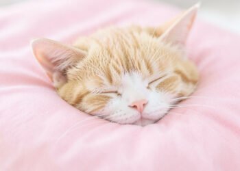 Gatito kawaii durmiendo - Fotos de perfil kawaii de