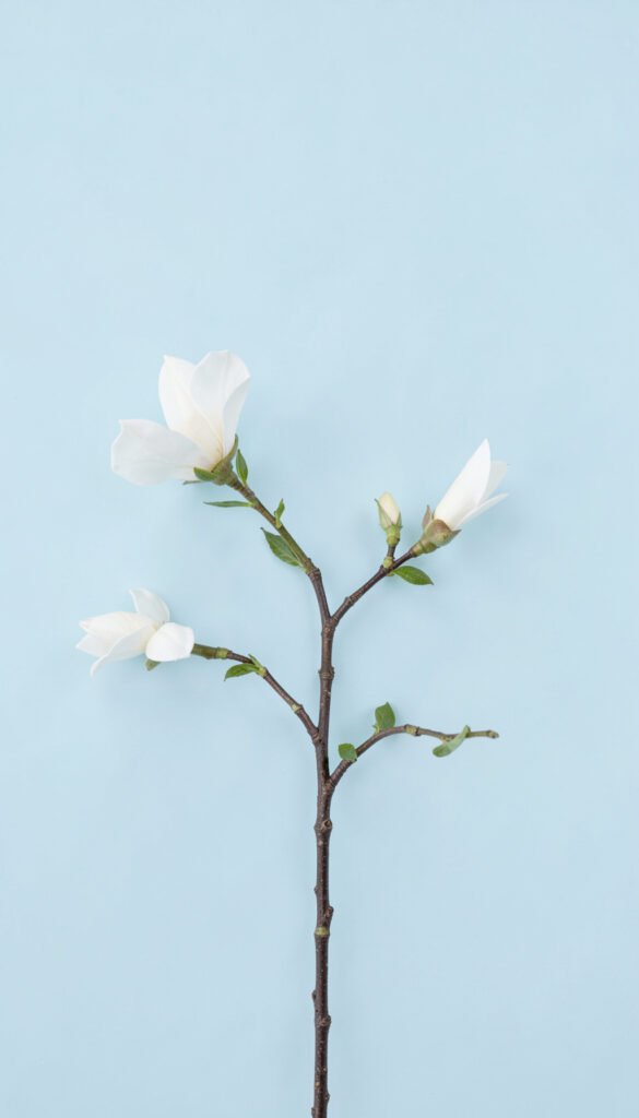 Magnolias Blancas de Estilo Zen - Fondos de flores minimalistas elegantes