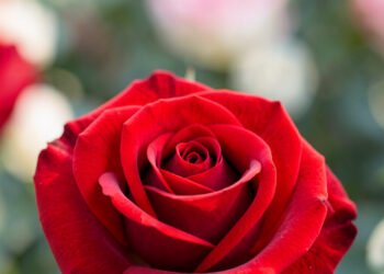 Rosas en primer plano - Fotos de flores 4K