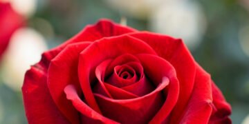 Descargar fondo de pantalla Fotos de flores para fondo de pantalla en 4K en HD y 4K gratis Rosas en primer plano - Fotos de flores 4K