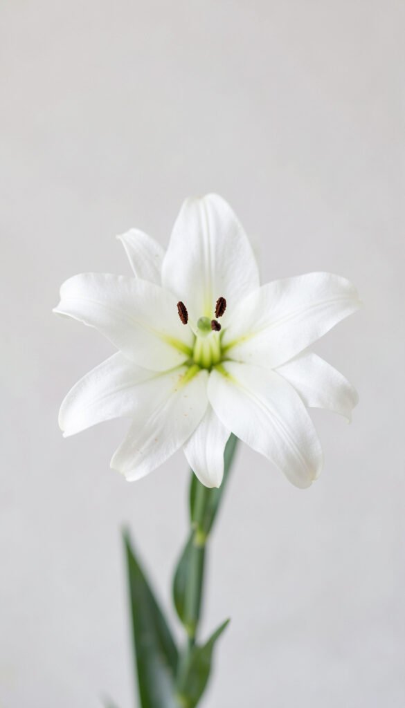 Lirios blancos elegantes - Imágenes de flores naturales en