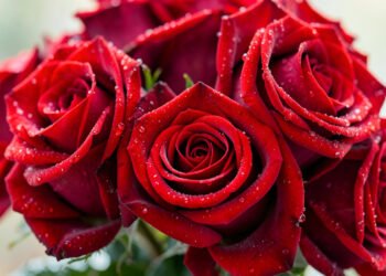 Rosas rojas clásicas - Fotos de flores rosas rojas