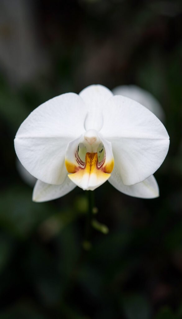 Orquídea blanca sofisticada - fotos de flores para perfil