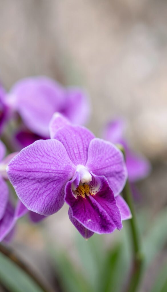 Orquídeas exóticas - Imágenes de flores con fondo