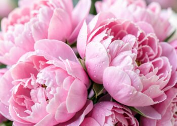 Ramo de peonías rosadas - fotos de flores naturales