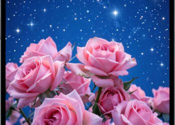 Descargar fondo de pantalla Wallpapers de Rosas y Cielo Nocturno en HD y 4K gratis Rosas bajo estrellas - fondos de pantalla rosas cielo nocturno