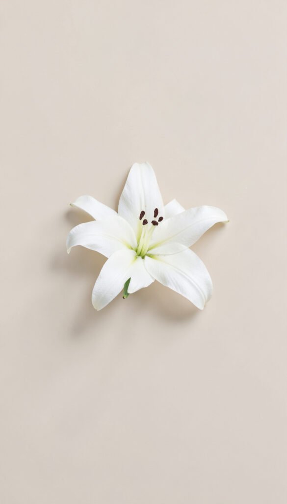Lirios Blancos Minimalistas - Imágenes de Flores Hermosas para