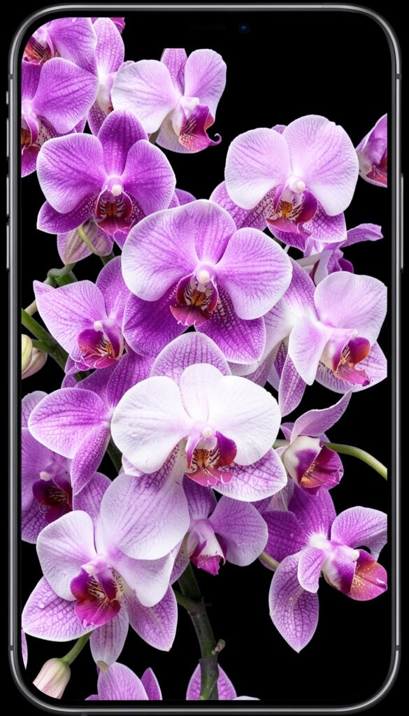 Orquídeas Exóticas - Imágenes de Flores Hermosas para