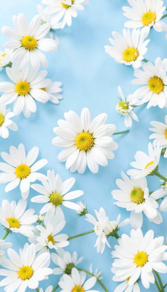 Margaritas en Fondo Pastel - Imágenes de Flores Hermosas para