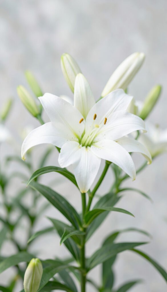 Lirios blancos elegantes - Imágenes de Flores Naturales con