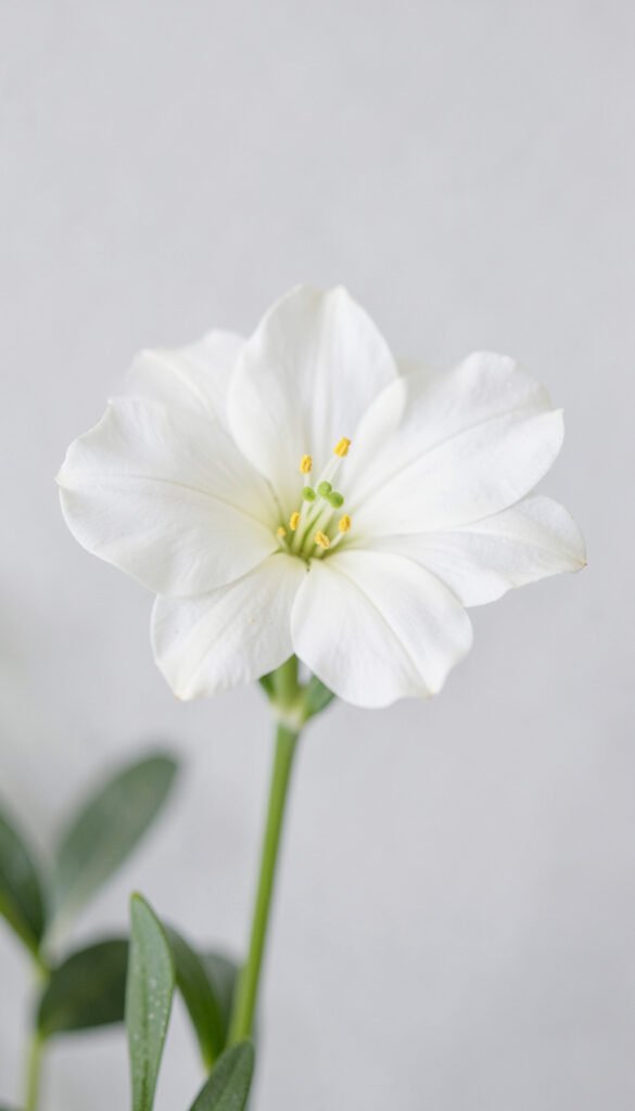 Lirios Blancos Elegantes - Imágenes de Flores Bonitas para