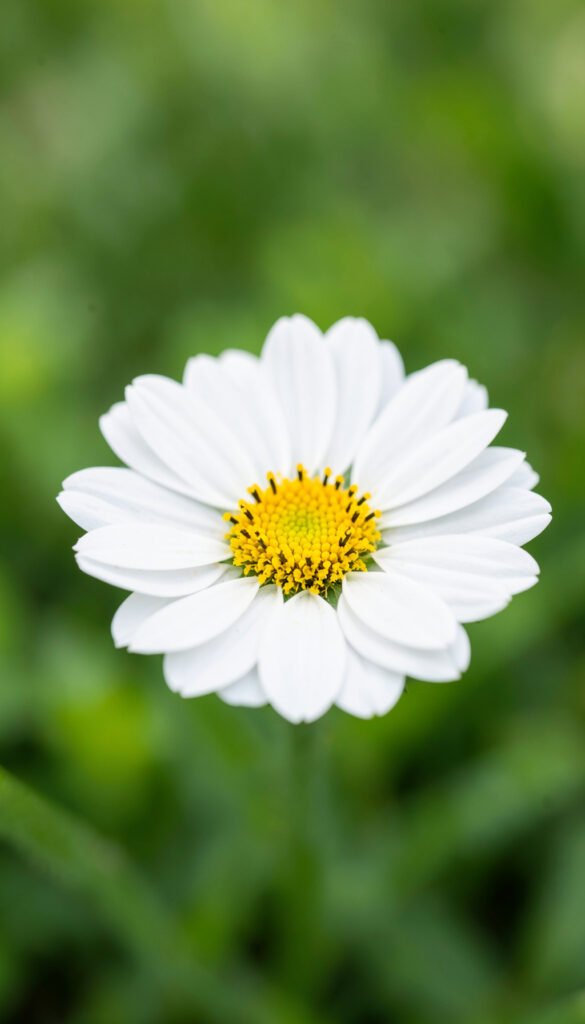 Margaritas Frescas - Imágenes de Flores Bonitas para