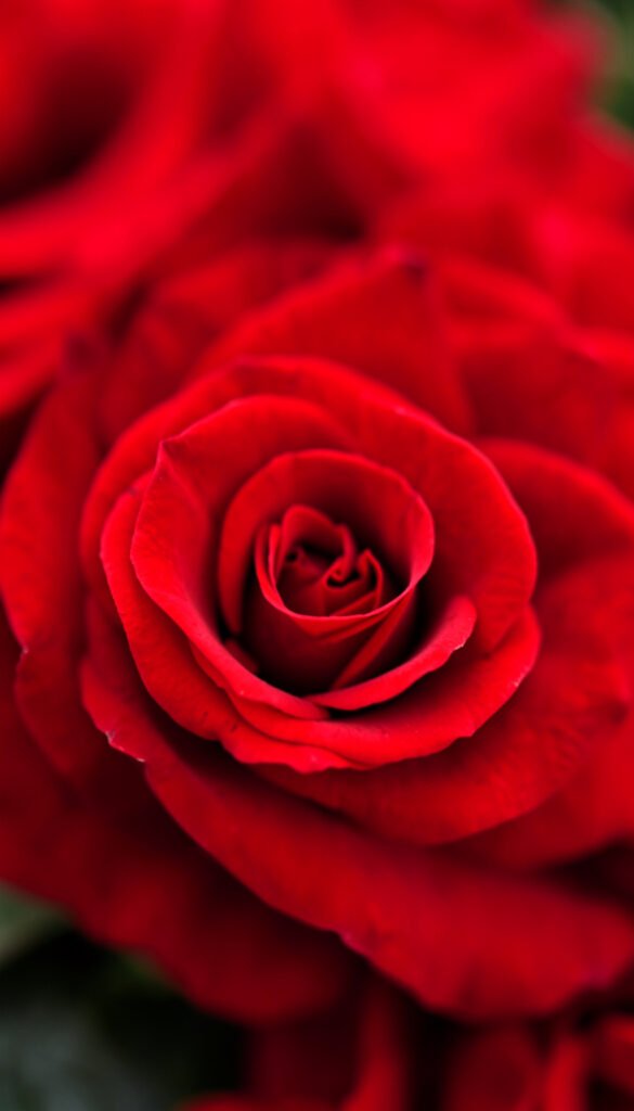 Flores Rojas en Macro - flores rojas y rosas alta resolución