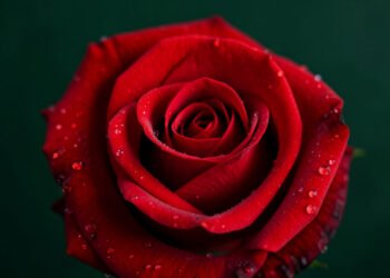Descargar fondo de pantalla Imágenes de Flores de Amor para Dedicar a una Persona Especial en HD y 4K gratis Rosas Rojas Románticas - Imágenes de Flores de Amor