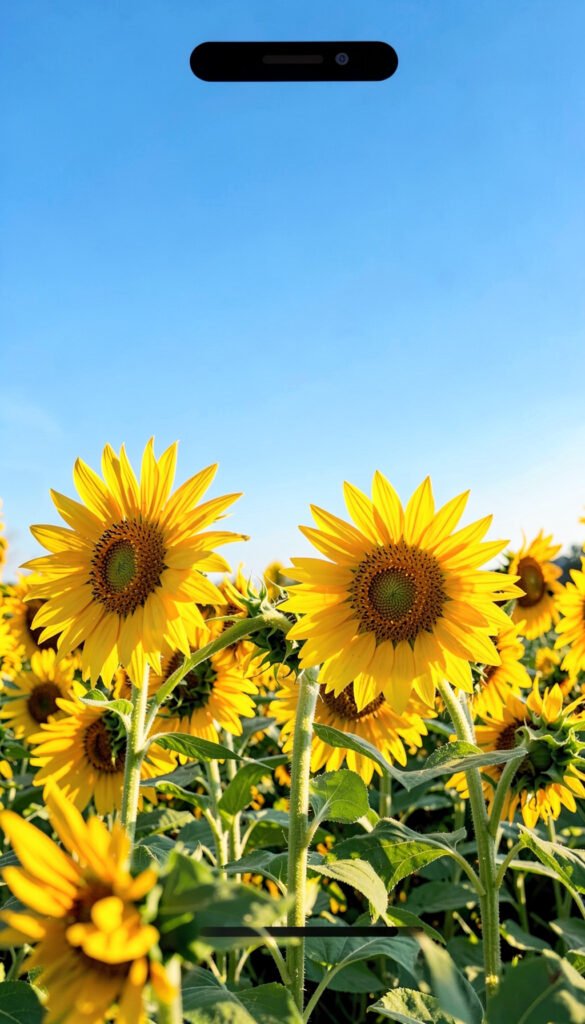 Girasoles Radiantes - flores para dar los buenos días