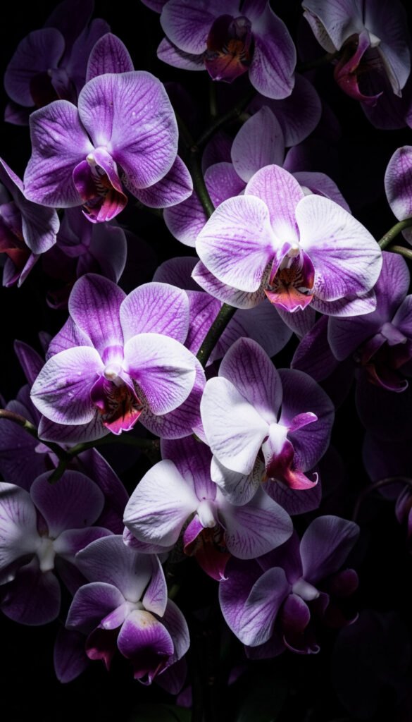 Orquídeas Exóticas - Flores Elegantes para Mujeres y