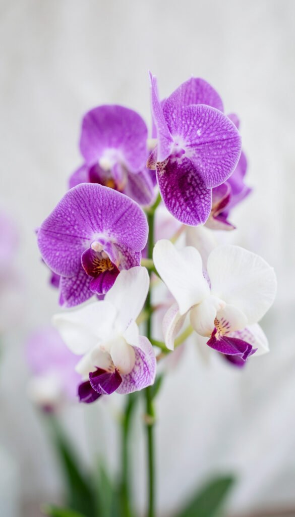 Orquídeas Exóticas - Flores Hermosas para Descargar Gratis