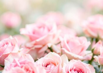 Descargar fondo de pantalla Flores para WhatsApp Gratis y Sin Marca de Agua en HD y 4K gratis Rosas Rosadas Elegantes - Flores para WhatsApp Gratis y