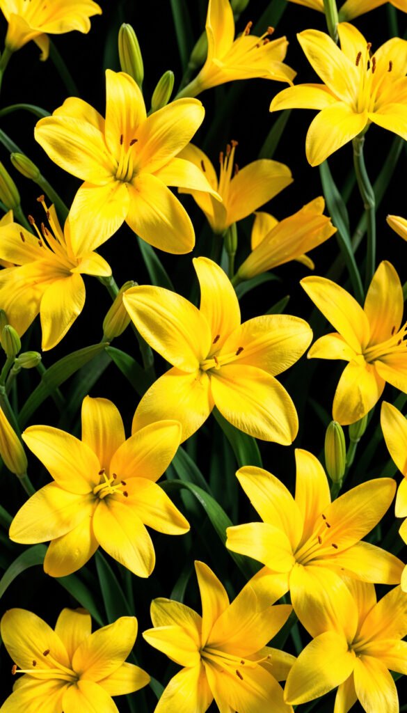 Lirios amarillos luminosos - flores amarillas hermosas