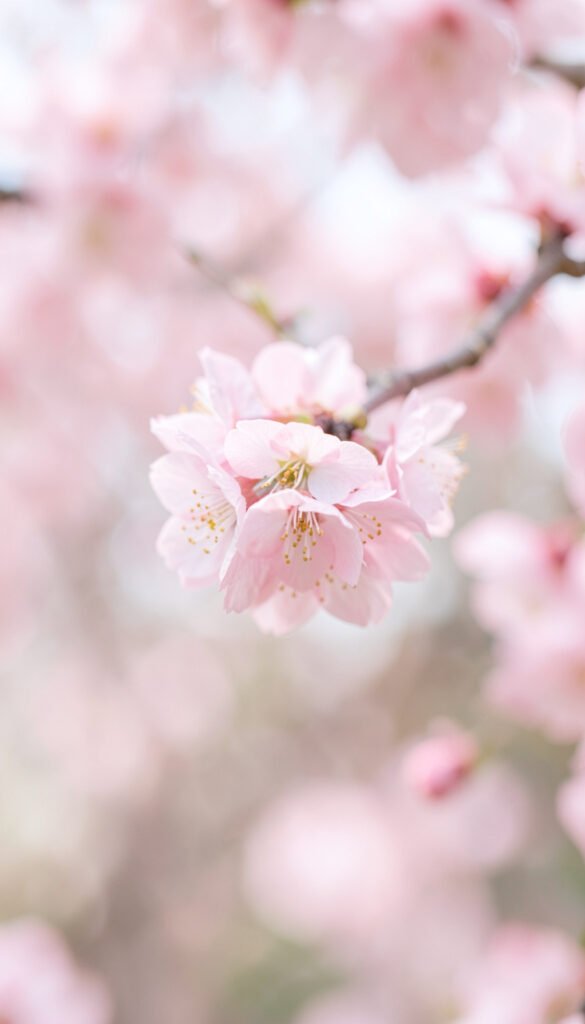Flor de Cerezo Japonés - Flores Exóticas Más Hermosas del
