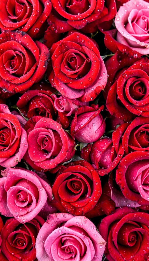 Rosas y Gotas de Agua - Imágenes de Flores Rojas y