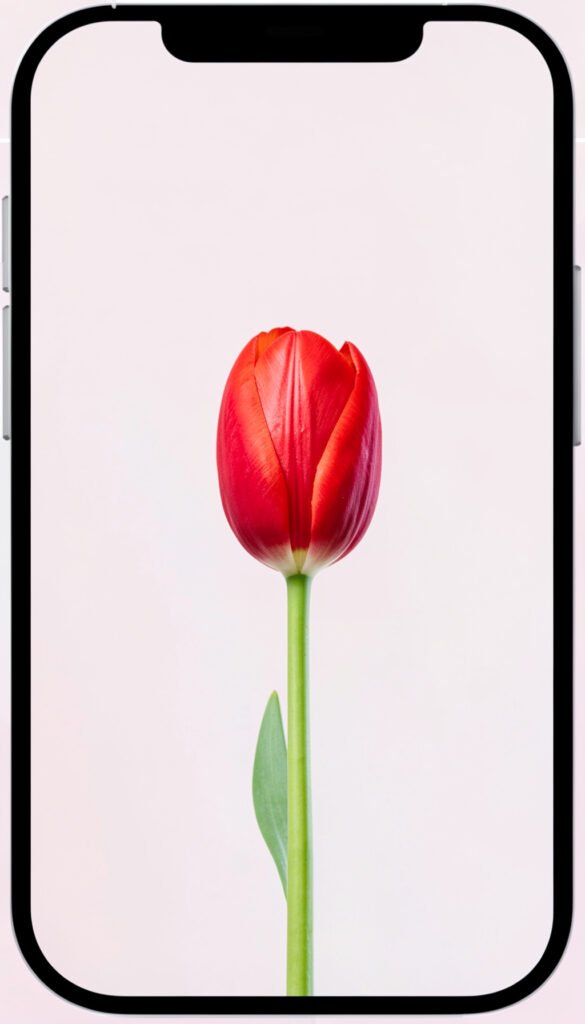 Tulipanes minimalistas - flores para redes sociales