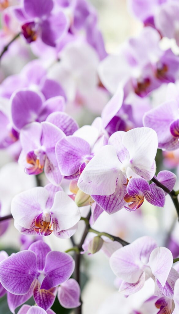 Orquídeas Exóticas - Flores para WhatsApp Gratis y
