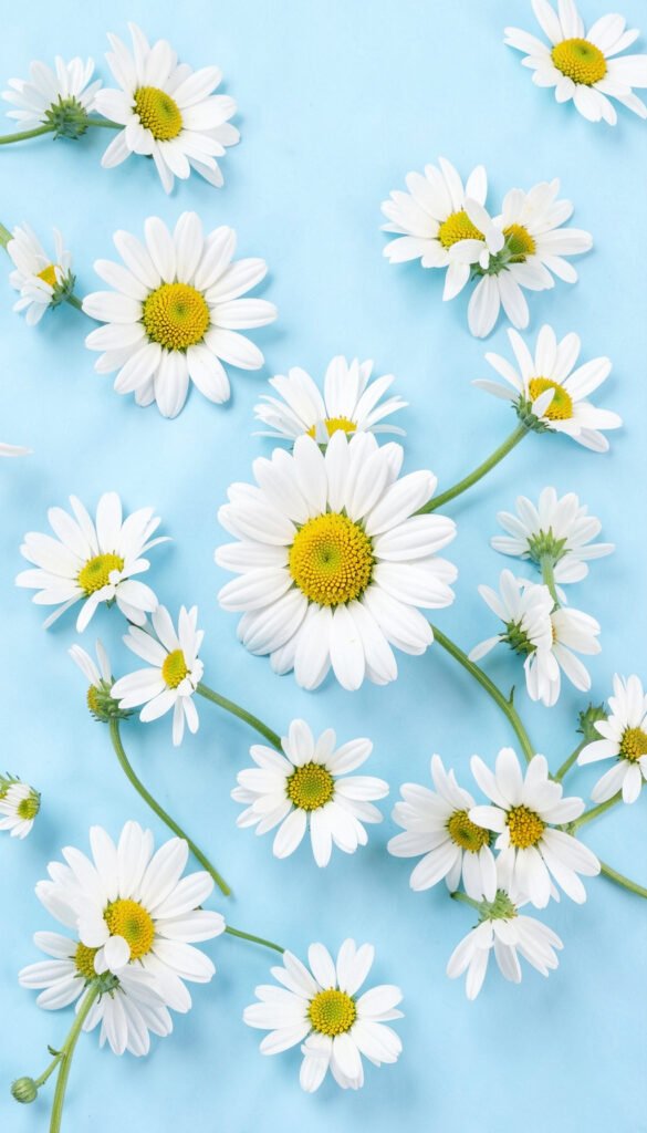 Margaritas sobre fondo pastel - flores para redes sociales