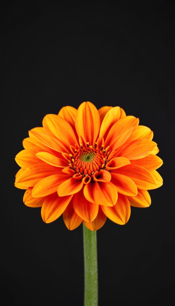 Dalia naranja sobre fondo oscuro - Flores coloridas HD gratis