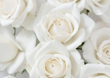 Descargar fondo de pantalla Imágenes de Flores Elegantes para Mujeres y Amigas en HD y 4K gratis Rosas Blancas Minimalistas - flores elegantes para mujeres