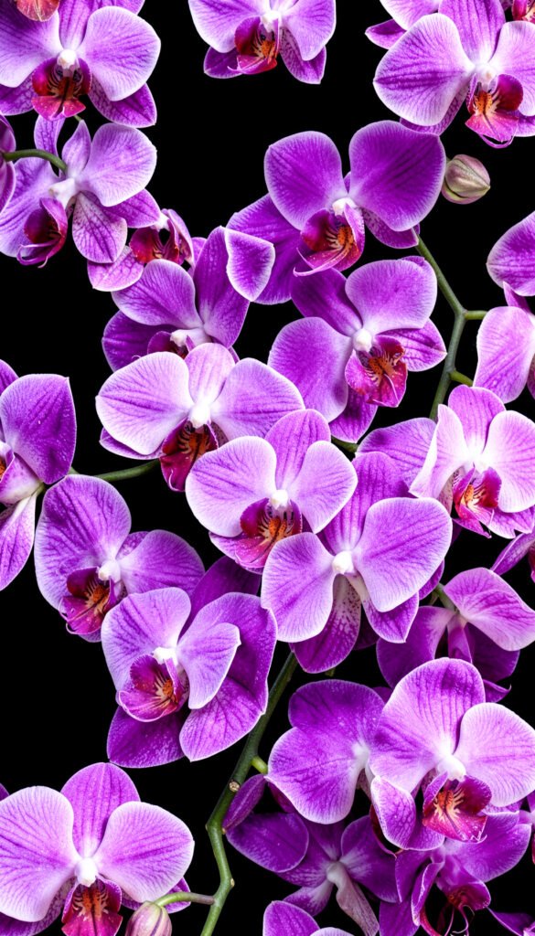 Orquídeas Exóticas en Fondo Oscuro - flores elegantes para mujeres