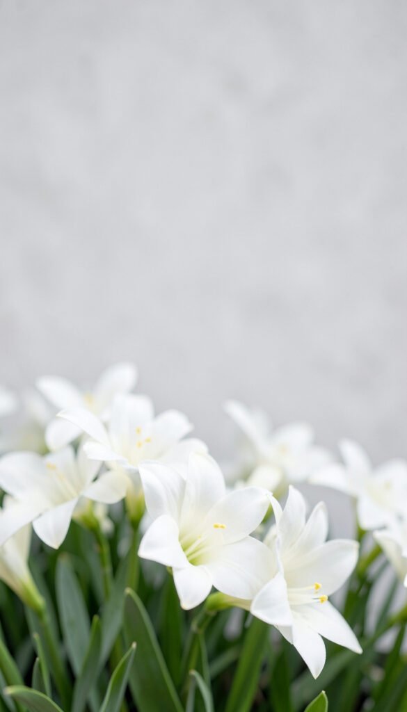 Lirios Blancos Clásicos - Flores para WhatsApp Gratis y