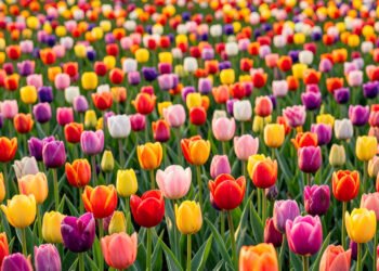 Campos de Tulipanes al Amanecer - Flores Primaverales con Paisajes Naturales