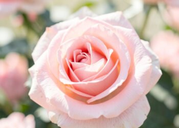 Rosas Rosadas Elegantes - flores hermosas para redes