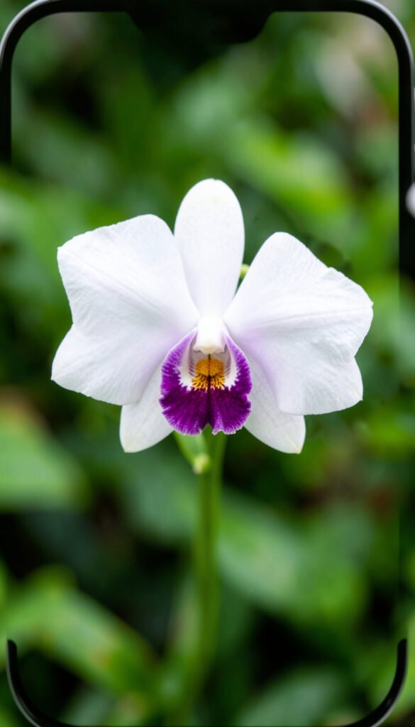 Orquídeas Exóticas - Flores Más Buscadas en México