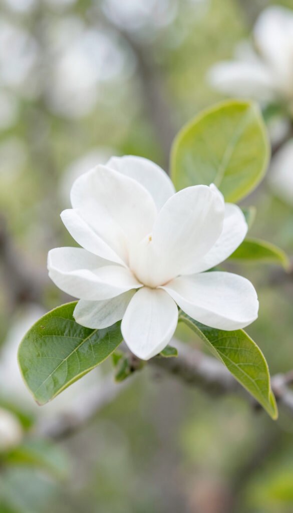 Magnolias Elegantes - Flores Más Buscadas en México