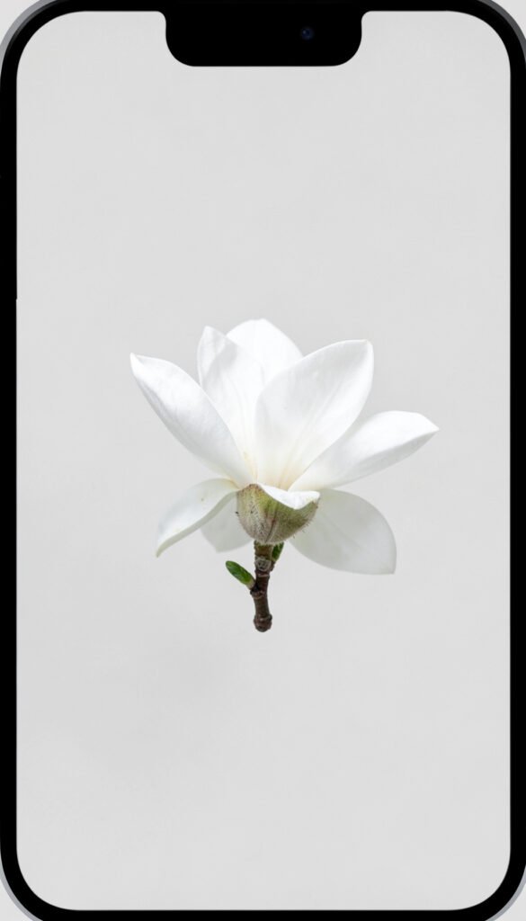 Magnolias Minimalistas - Flores Gratis para Descargar en