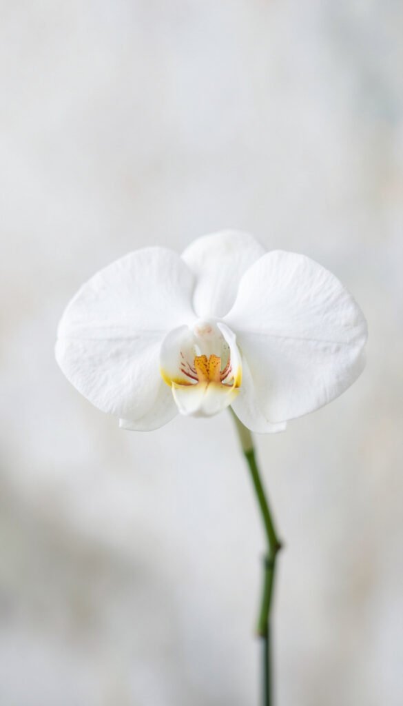 Orquídea Blanca Sofisticada - fotos de flores hermosas