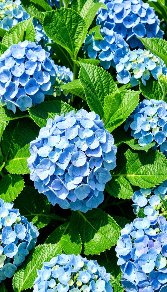 Hortensias Azules Vibrantes - fotos de flores hermosas