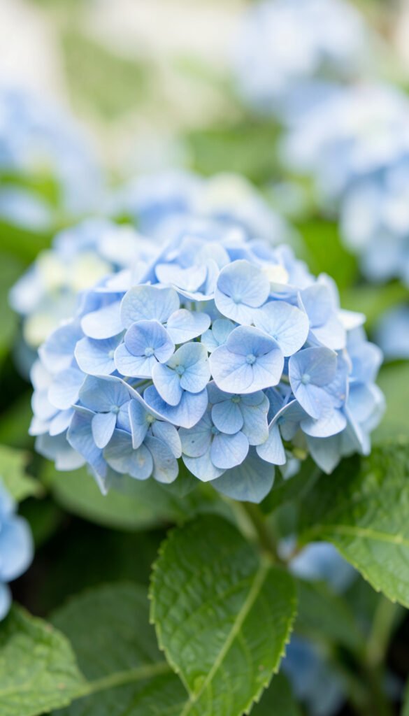 Hortensias Azul Pastel - imágenes de flores populares México