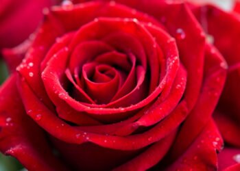Rosas Rojas Elegantes - Flores naturales 4K
