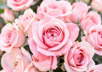 Rosas Rosadas - flores bonitas para alegrar