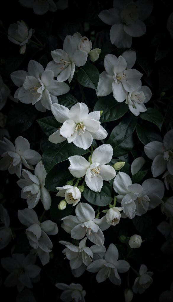 Jazmines Nocturnos - Imágenes de Flores Hermosas para